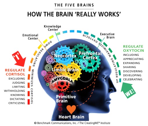 HOW THE 5 BRAINS WORK